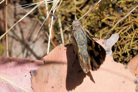 Montane Ochre (Trapezites phigalioides)